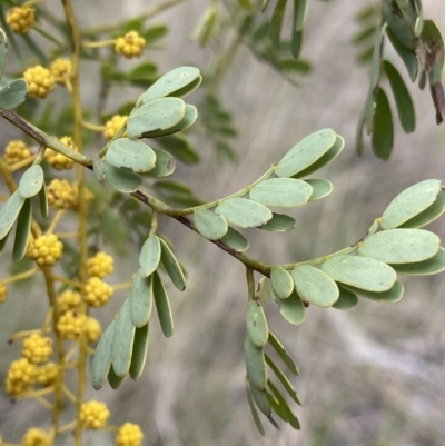 Acacia spectabilis