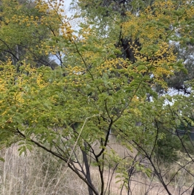 Acacia spectabilis