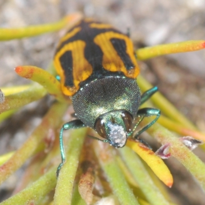 Castiarina jospilota