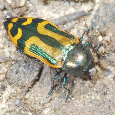 Castiarina jospilota