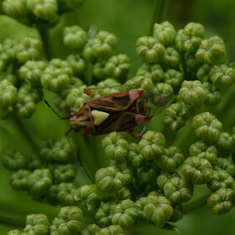 Austropeplus annulipes