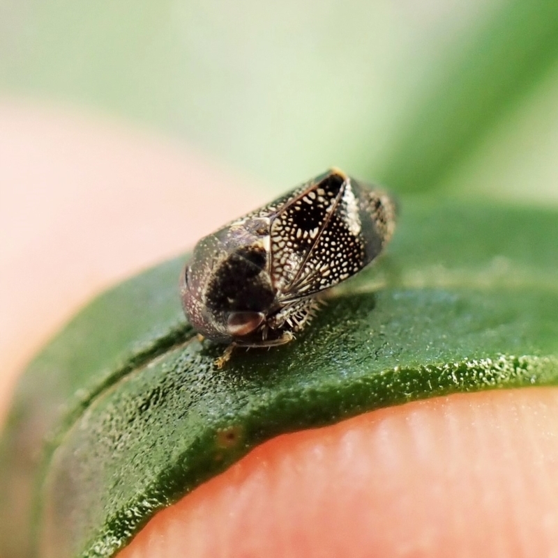 Tolasella maculosa