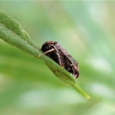 Tolasella maculosa