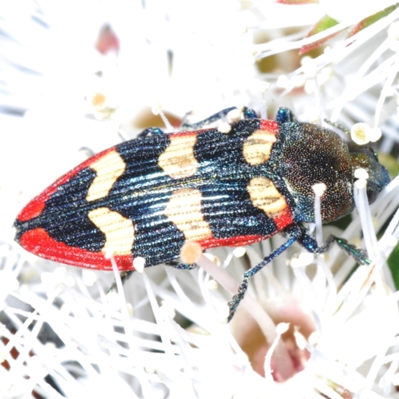 Castiarina punctatosulcata