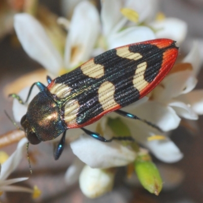 Castiarina punctatosulcata