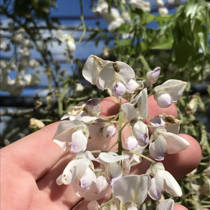 Wisteria sinensis