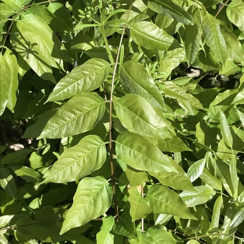 Wisteria sinensis