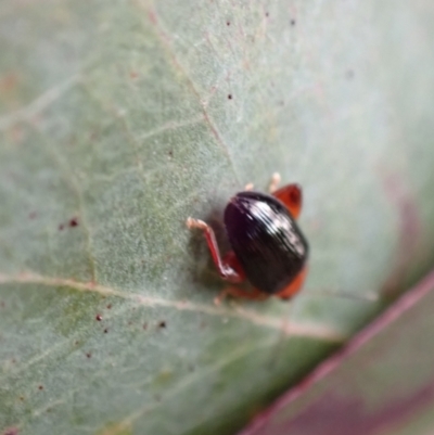 Arsipoda sp. (genus)