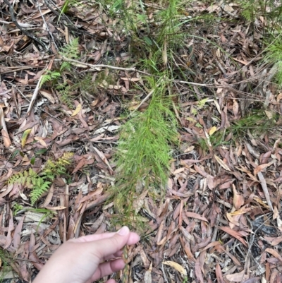 Baloskion tetraphyllum