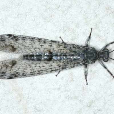 Bandidus breviusculus