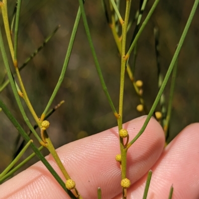 Acacia adunca