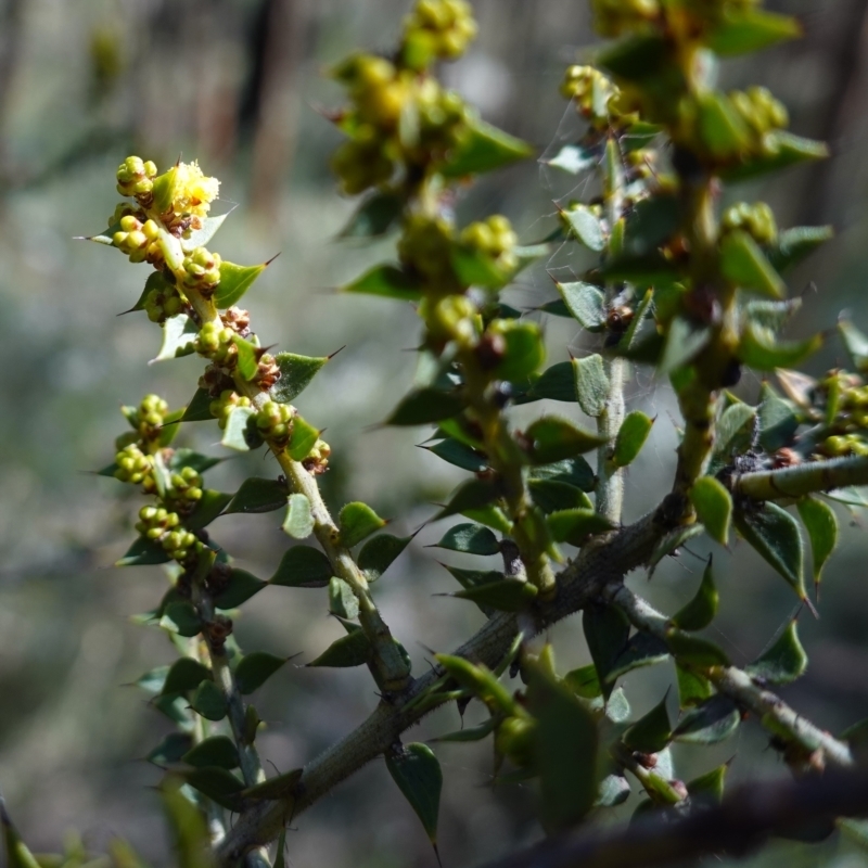 Acacia amblygona