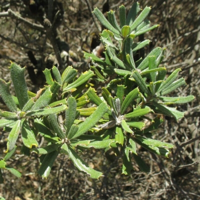 Banksia canei