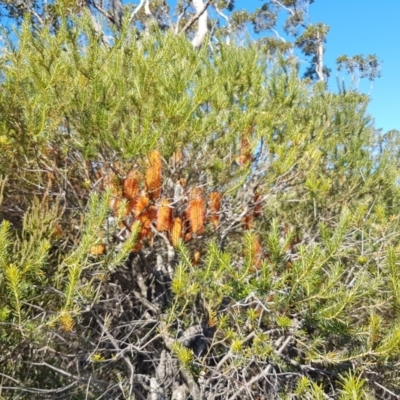 Banksia ericifolia