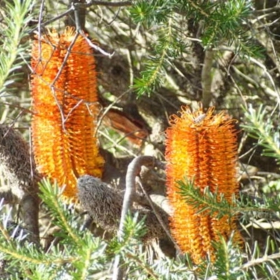 Banksia ericifolia