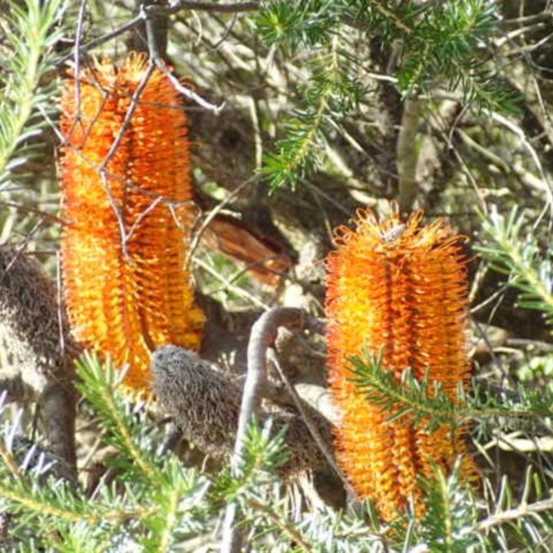 Banksia ericifolia