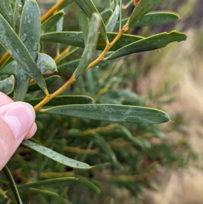 Acacia ancistrophylla var. lissophylla