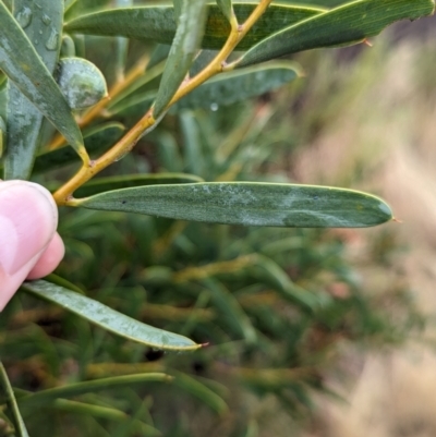 Acacia ancistrophylla var. lissophylla