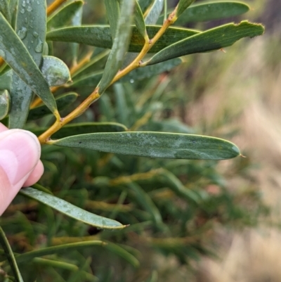 Acacia ancistrophylla var. lissophylla