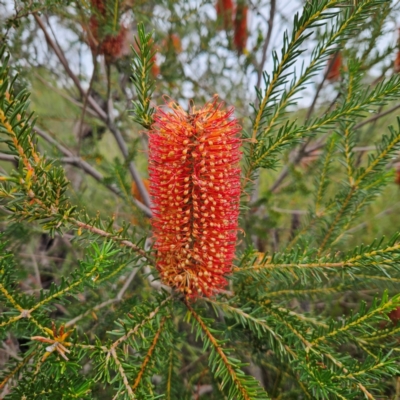 Banksia ericifolia subsp. ericifolia