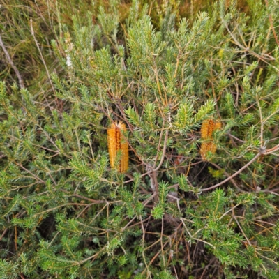 Banksia ericifolia subsp. ericifolia