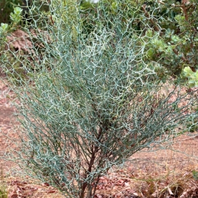 Acacia aphylla