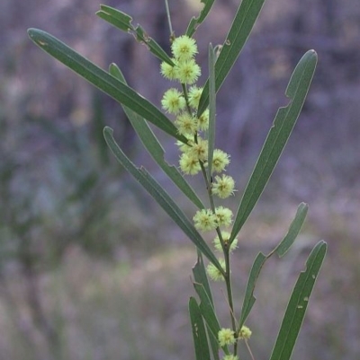 Acacia stricta