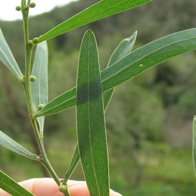 Acacia stricta