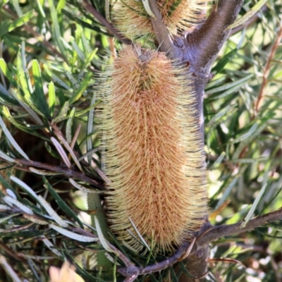 Banksia marginata