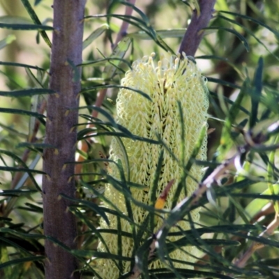 Banksia marginata