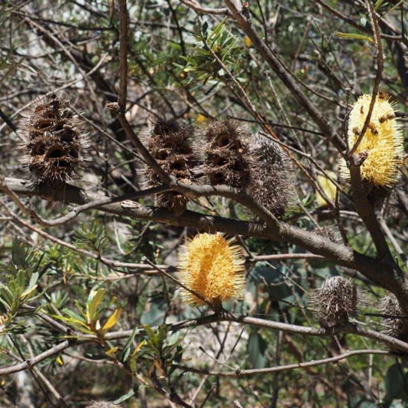 Banksia marginata