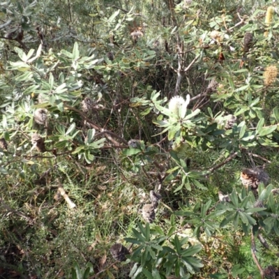 Banksia oblongifolia