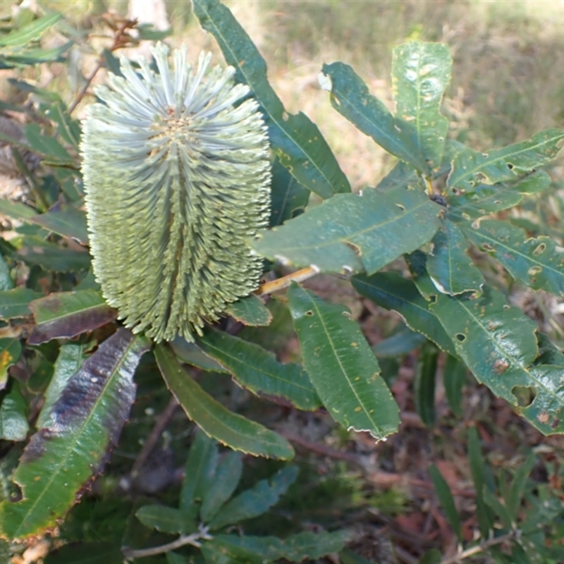 Banksia oblongifolia