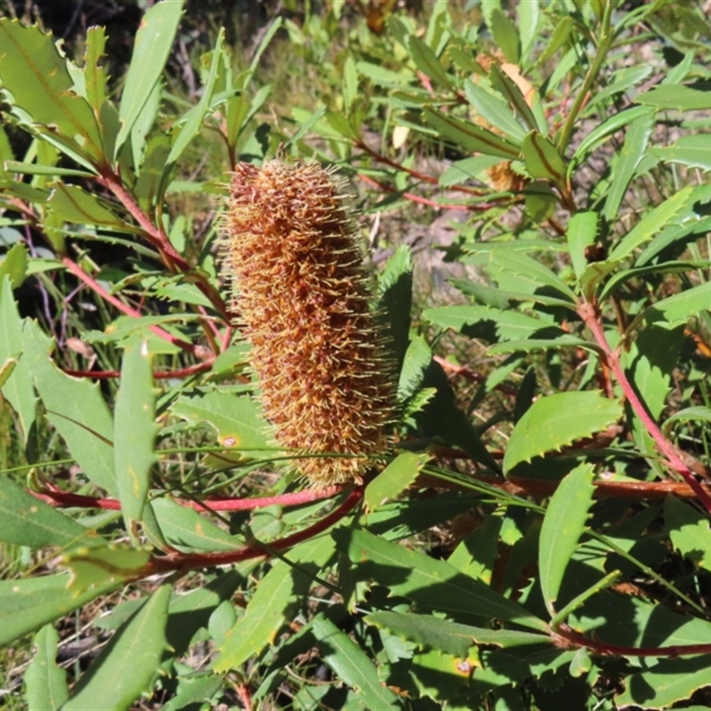 Banksia paludosa