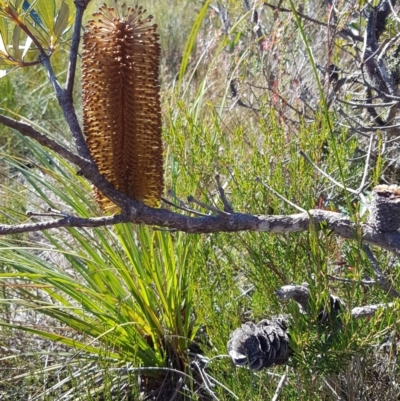 Banksia paludosa subsp. paludosa