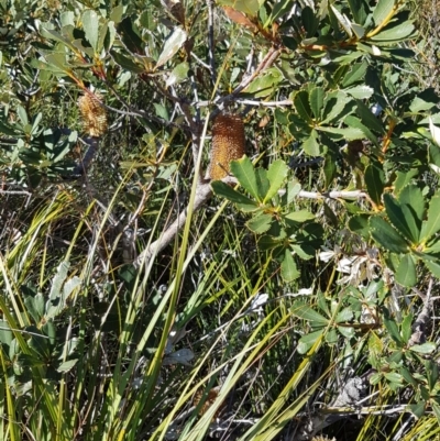 Banksia paludosa subsp. paludosa