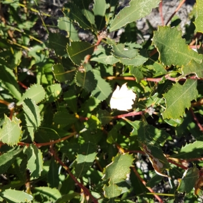 Banksia paludosa subsp. paludosa