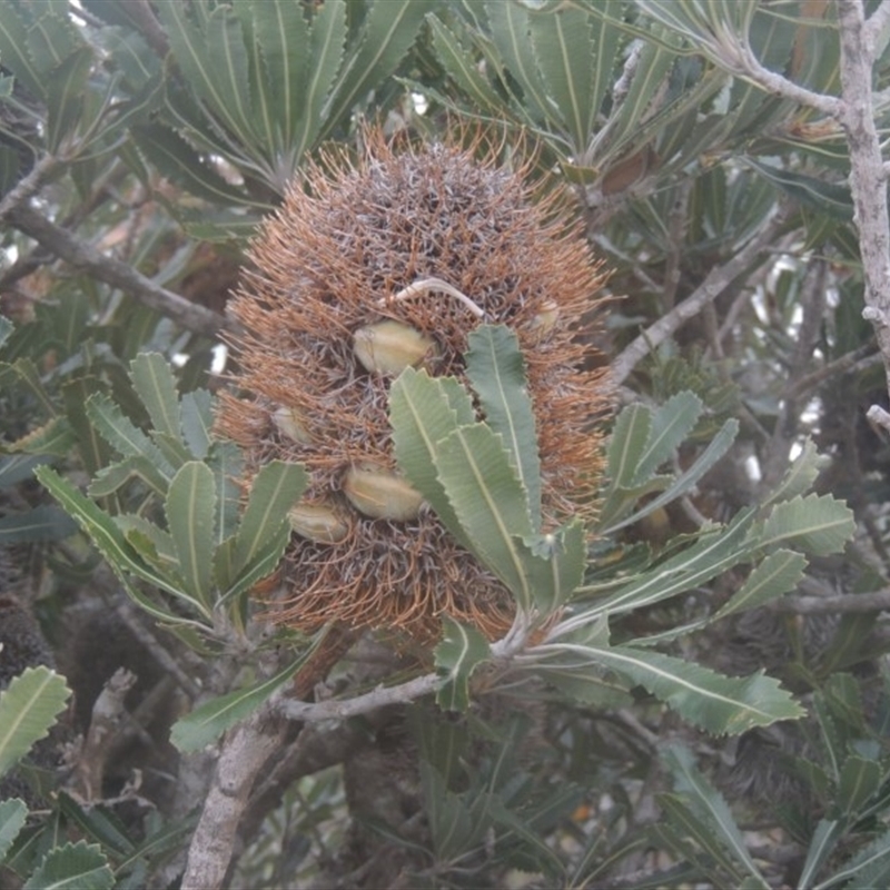 Banksia serrata