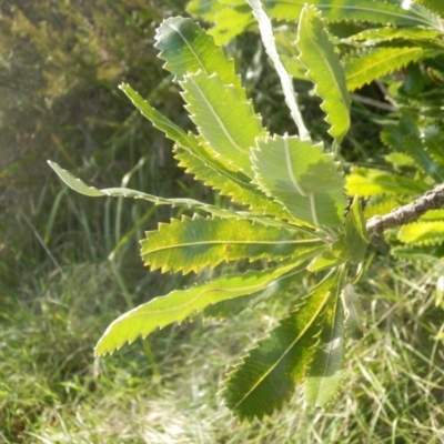 Banksia serrata