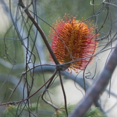 Banksia sp.