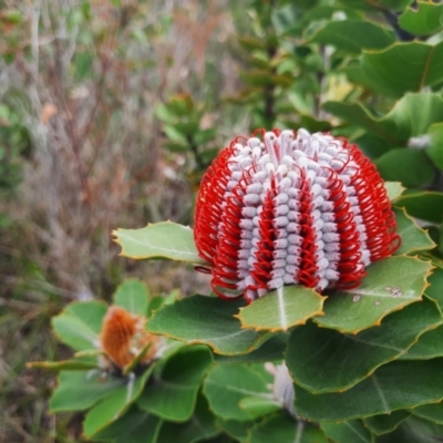 Banksia coccinea