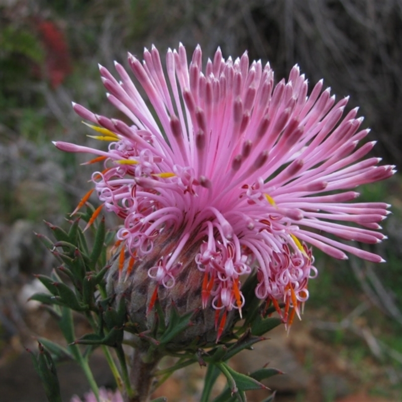 Isopogon dubius