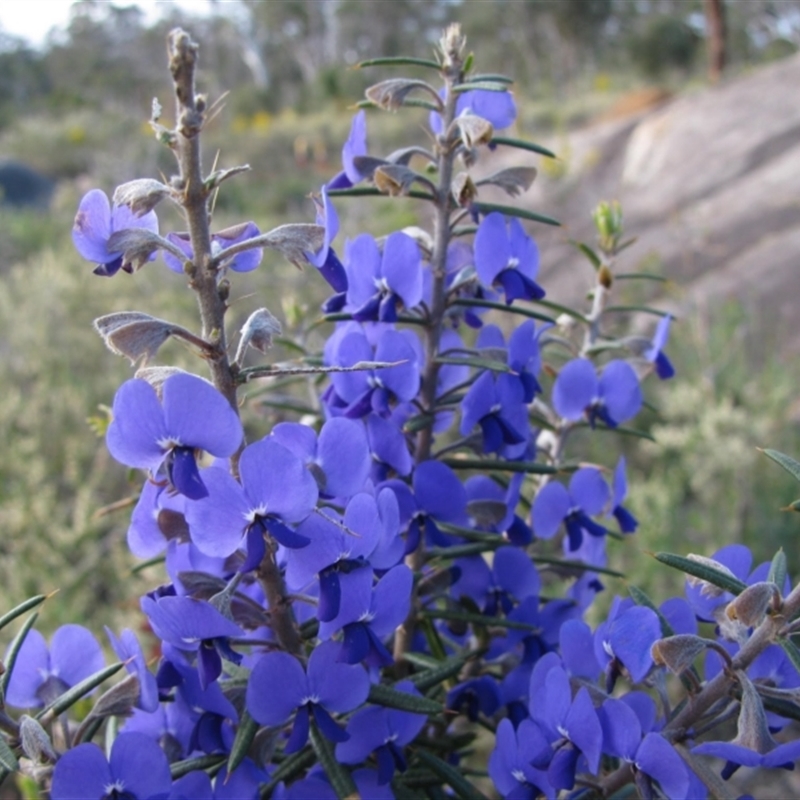 Hovea pungens