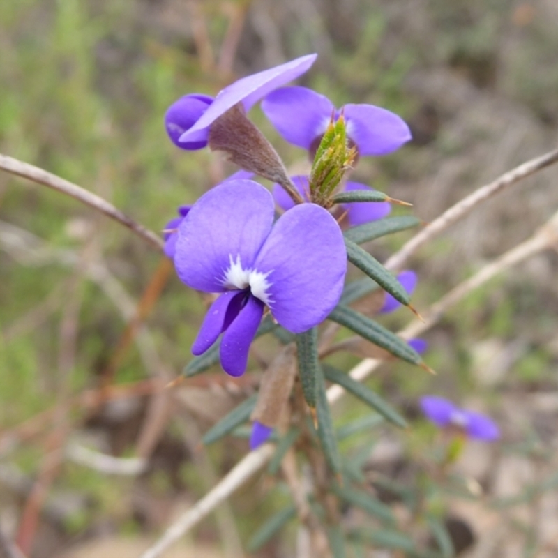 Hovea pungens