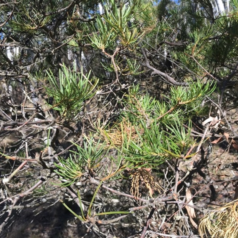 Banksia spinulosa