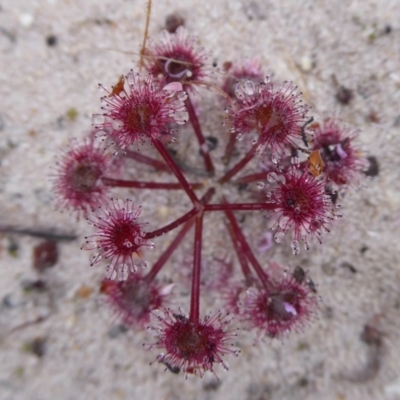 Drosera purpurascens