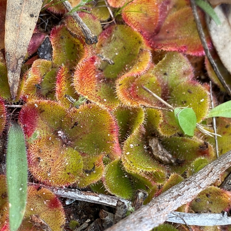 Drosera erythrorhiza