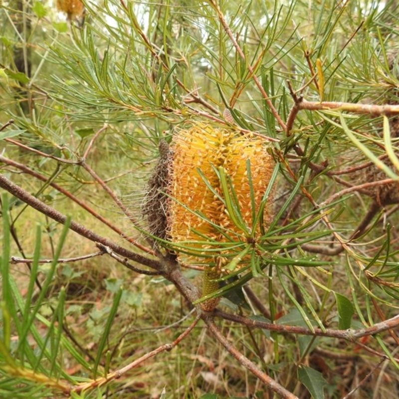 Banksia spinulosa var. spinulosa