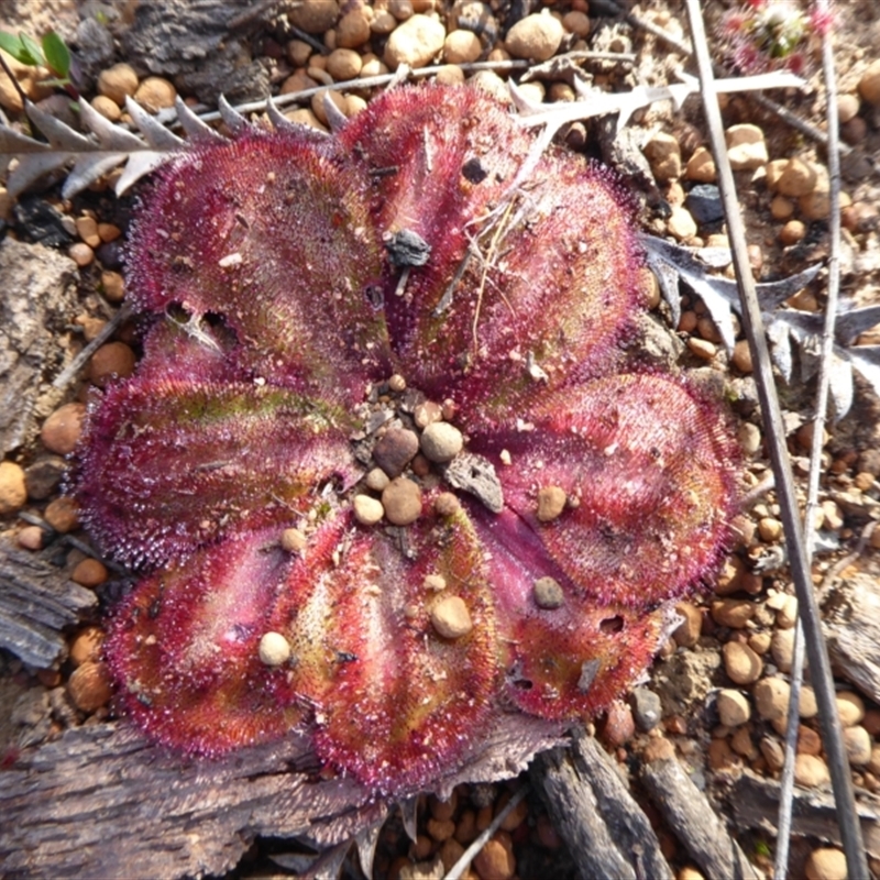 Drosera collina