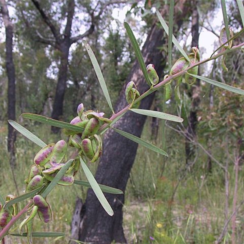 Acacia suaveolens